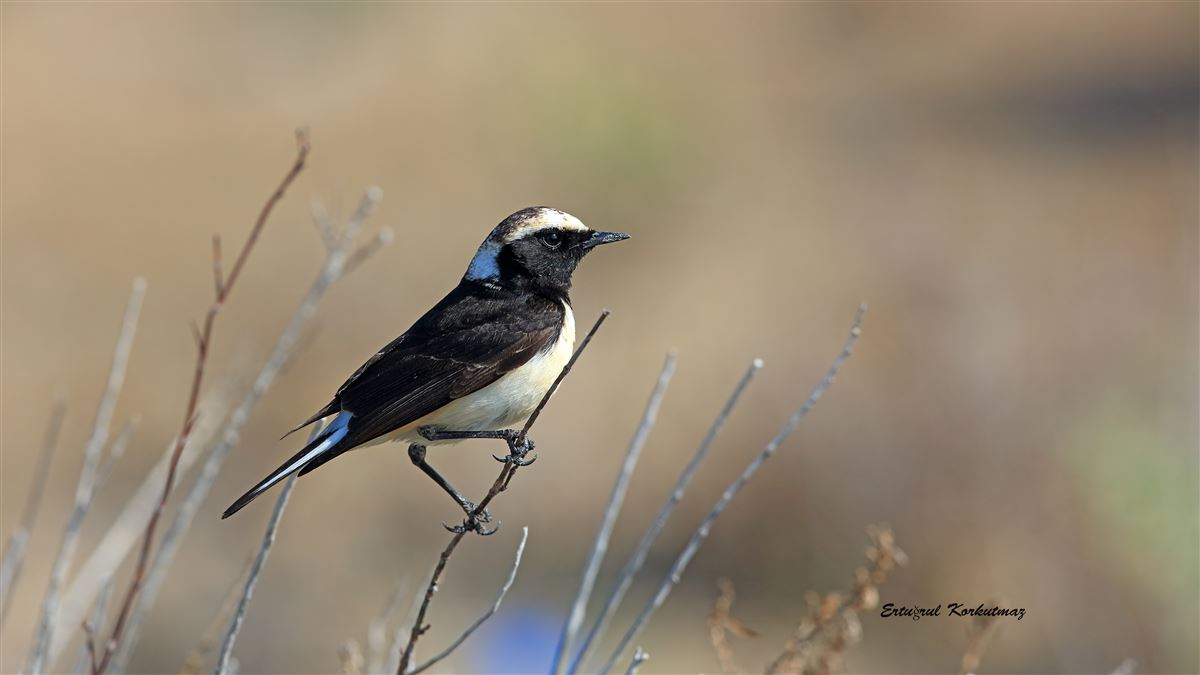 Cyprus Wheatear