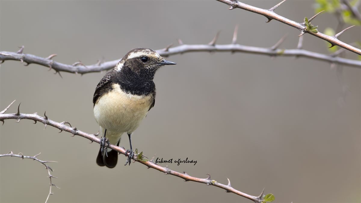 Cyprus Wheatear