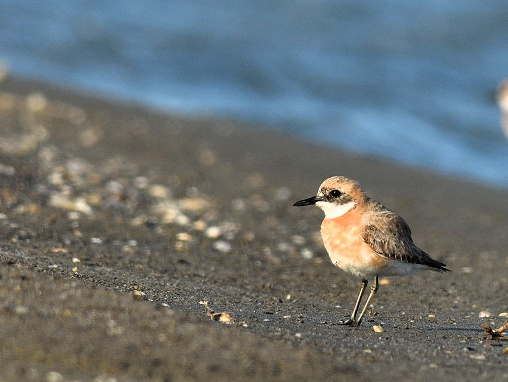 Greater Sand Plover