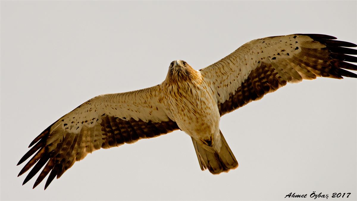 Küçük Kartal