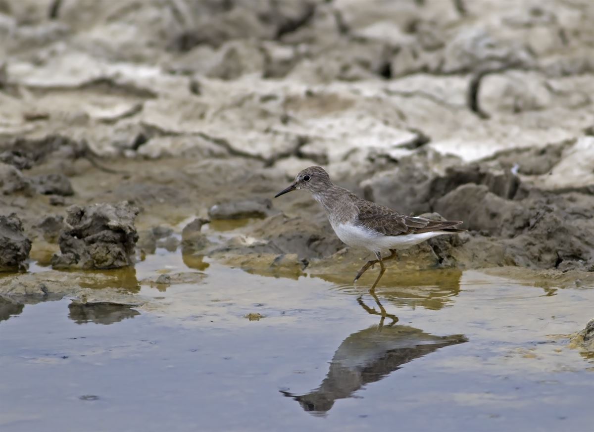 Temminck`s Stint