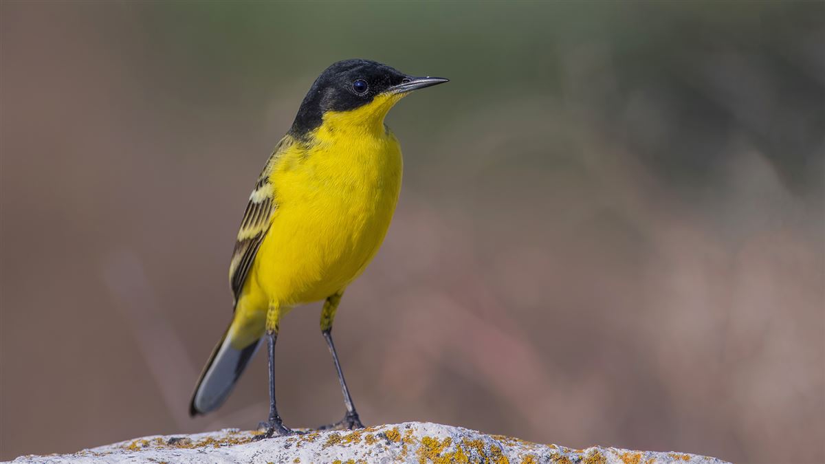 Western Yellow Wagtail