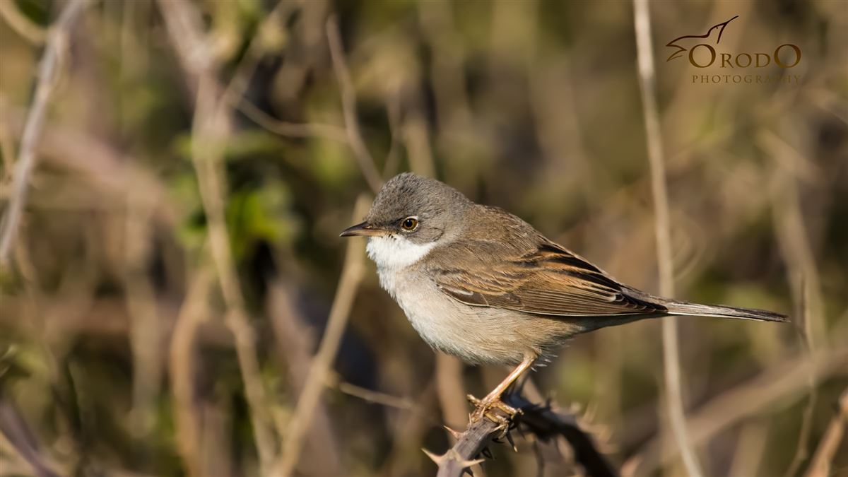 Common Whitethroat