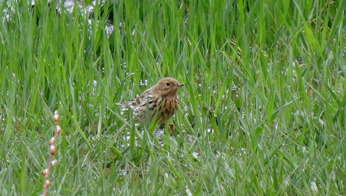 Red-throated Pipit