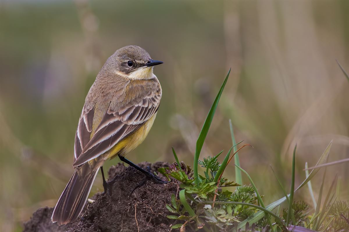 Western Yellow Wagtail