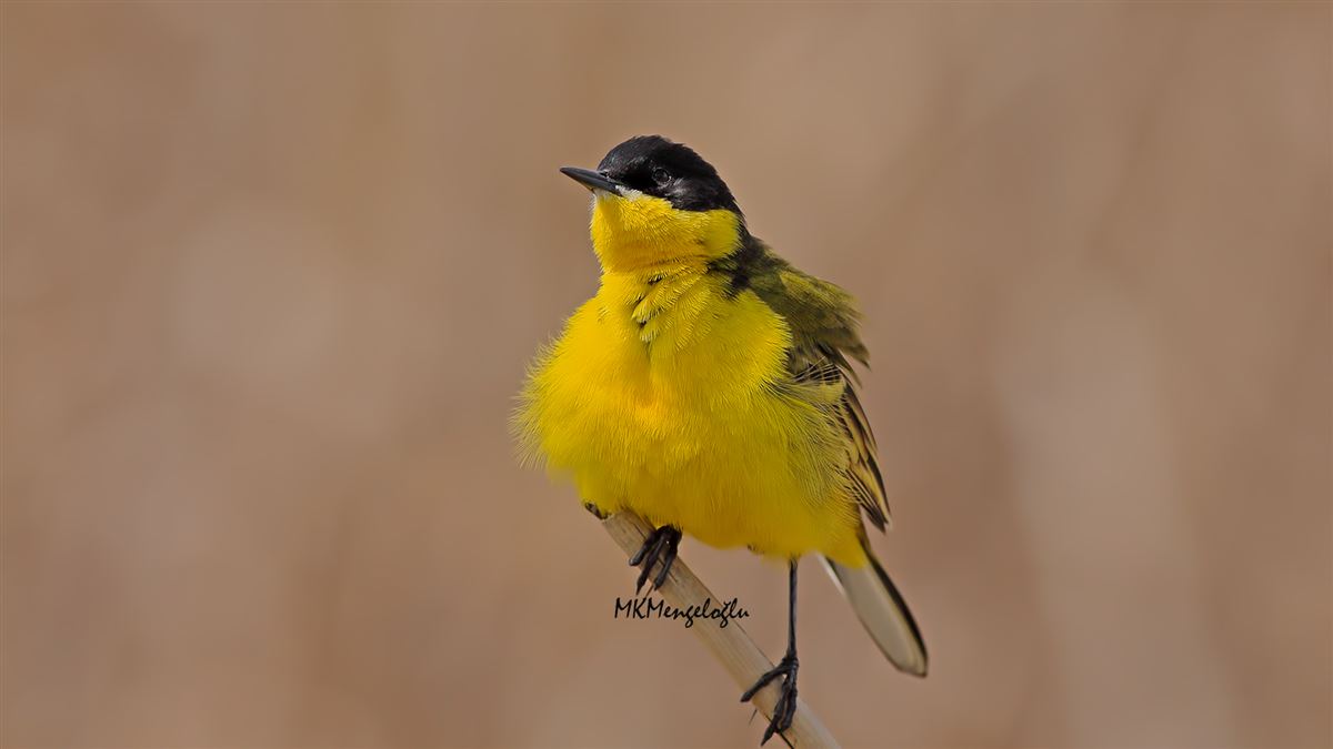 Western Yellow Wagtail
