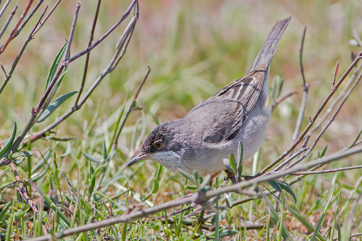 Rüppell`s Warbler