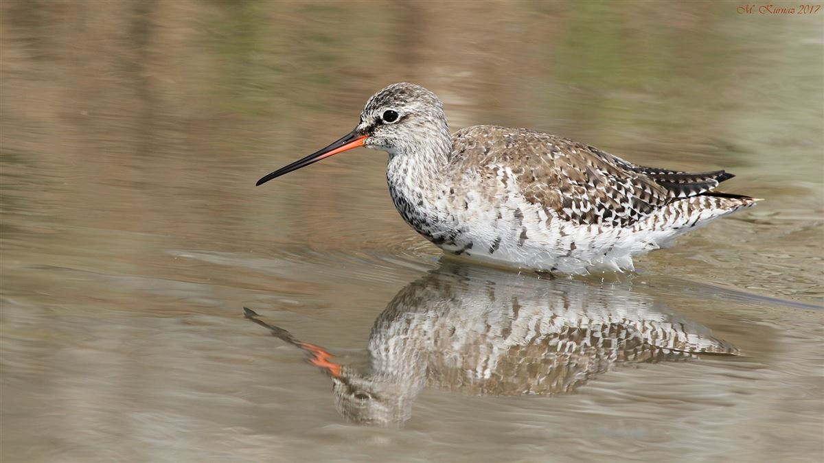 Spotted Redshank