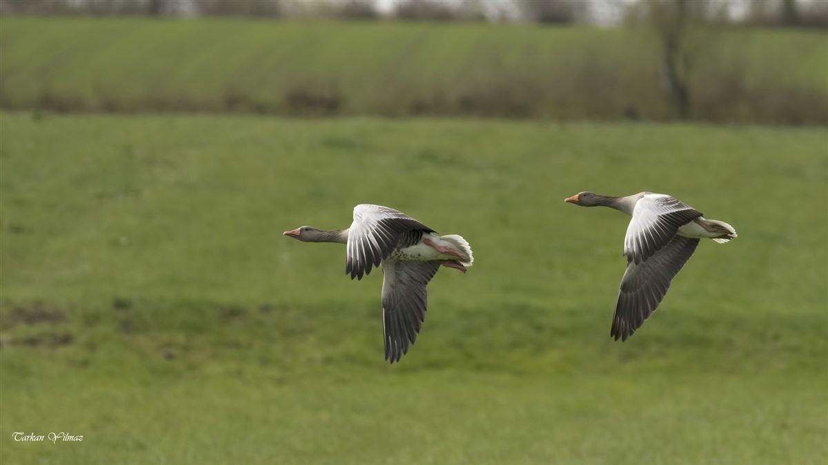 Greylag Goose