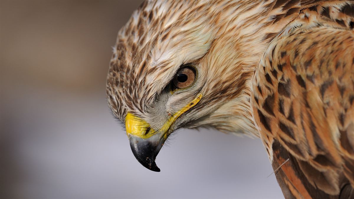 Long-legged Buzzard