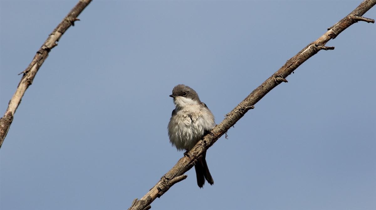 Lesser Whitethroat