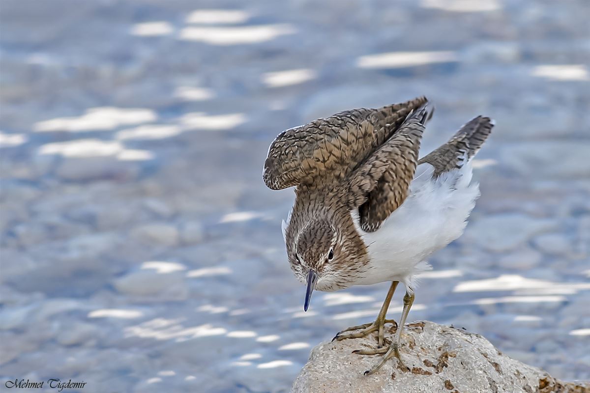 Common Sandpiper