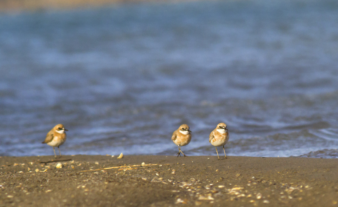 Greater Sand Plover