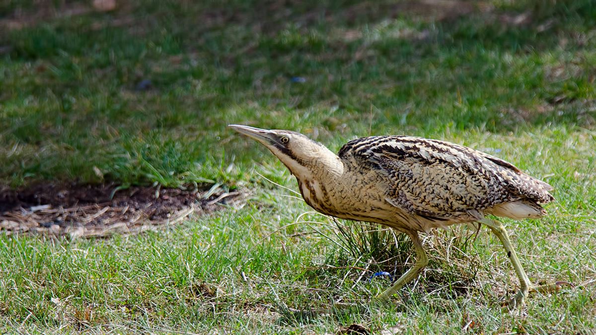 Eurasian Bittern