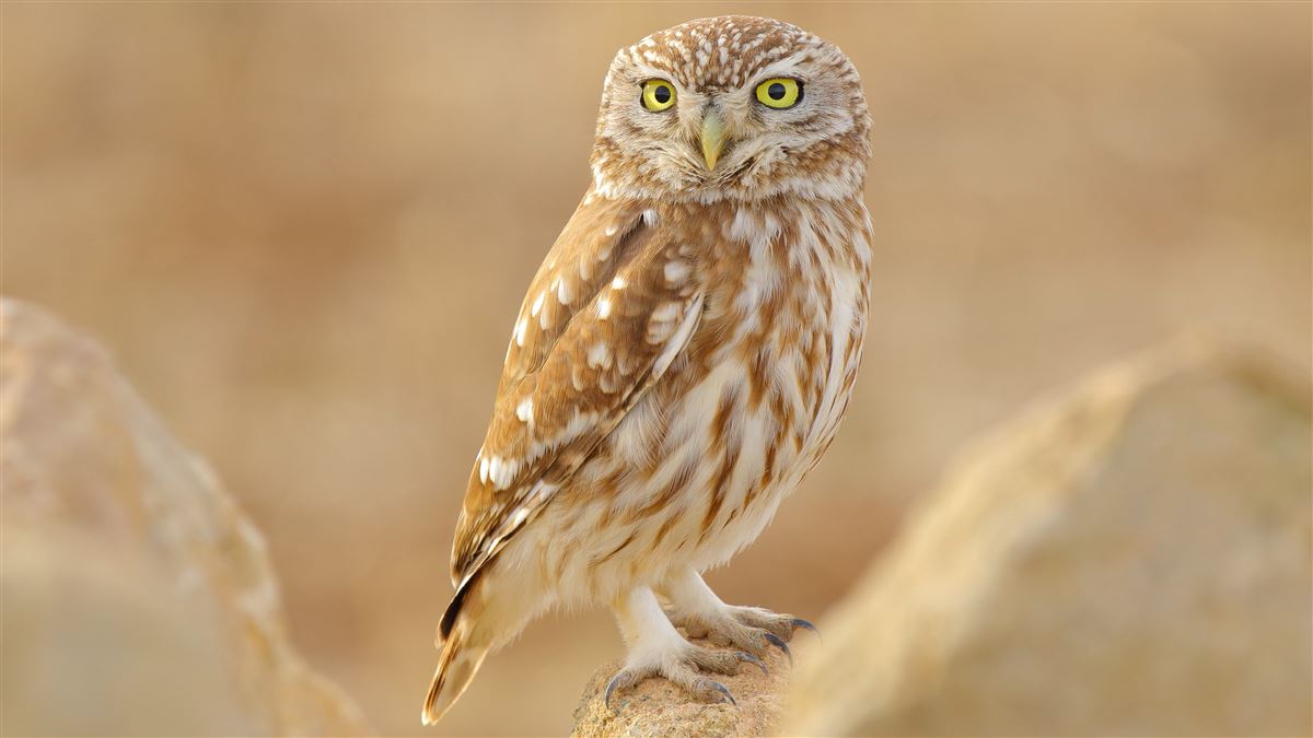 Little Owl