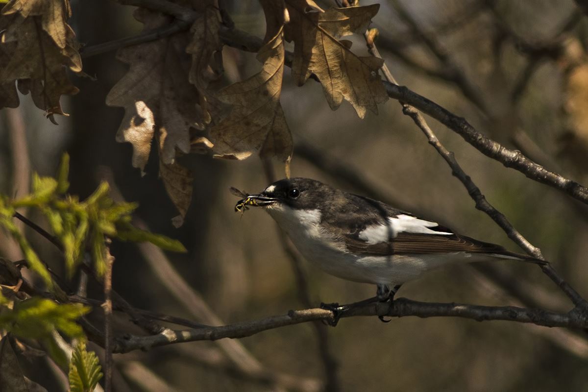 European Pied Flycatcher