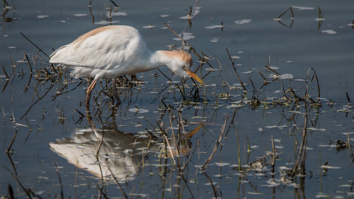 Western Cattle Egret
