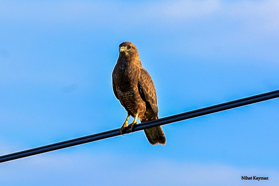 Common Buzzard