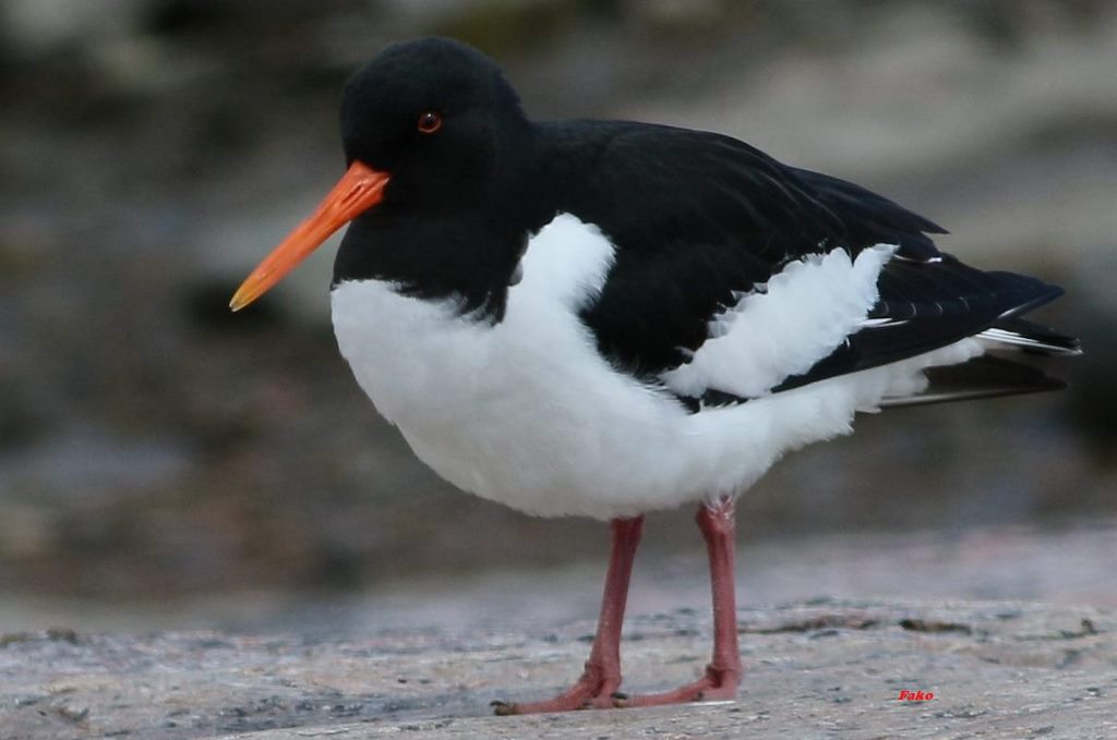 Eurasian Oystercatcher