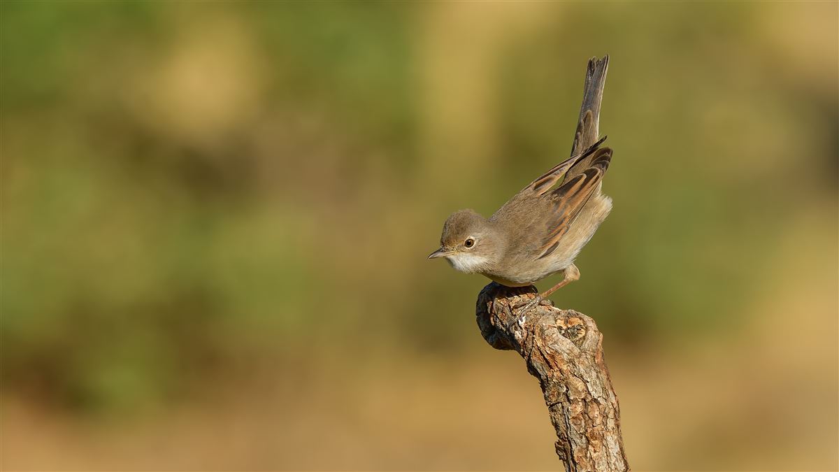 Common Whitethroat