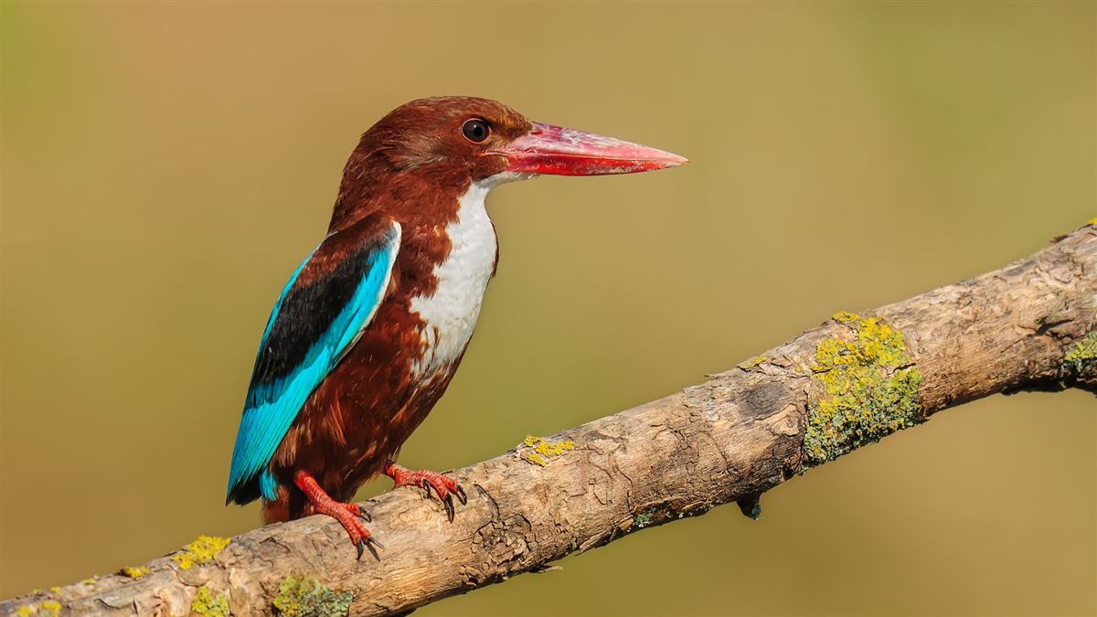 White-throated Kingfisher
