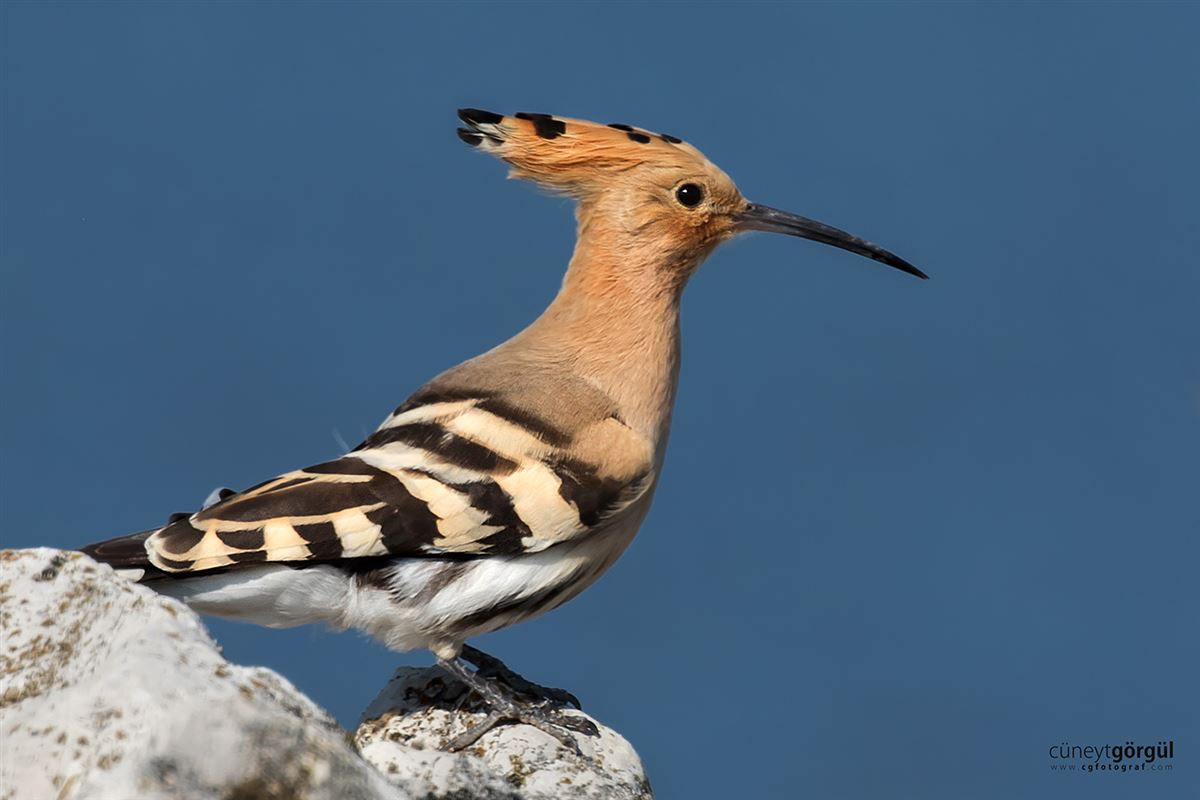 Common Hoopoe