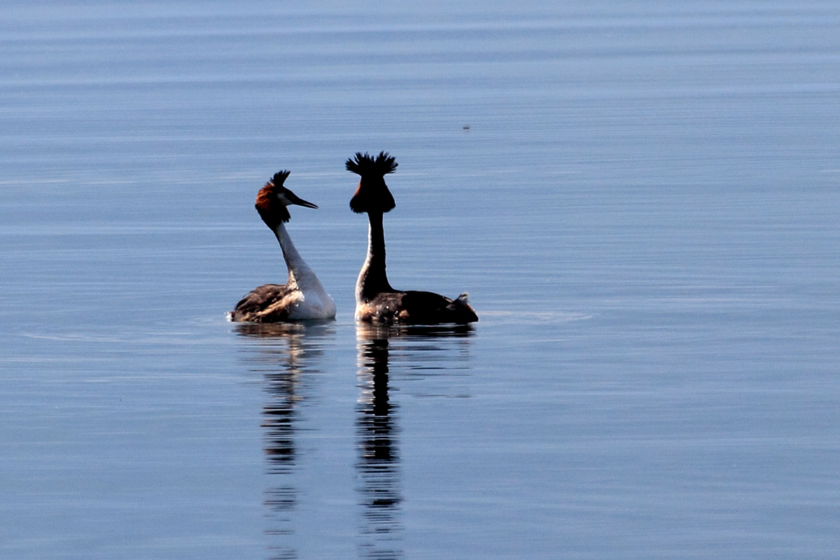 Great Crested Grebe