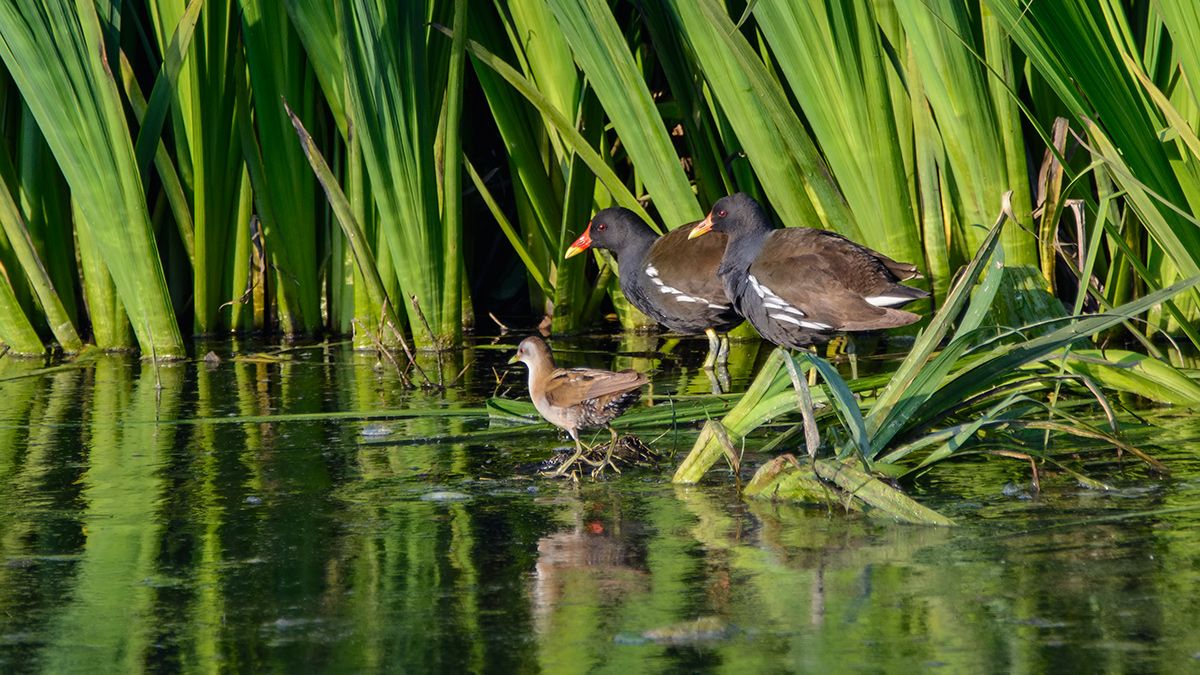 Little Crake
