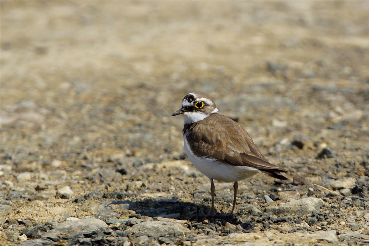 Little Ringed Plover