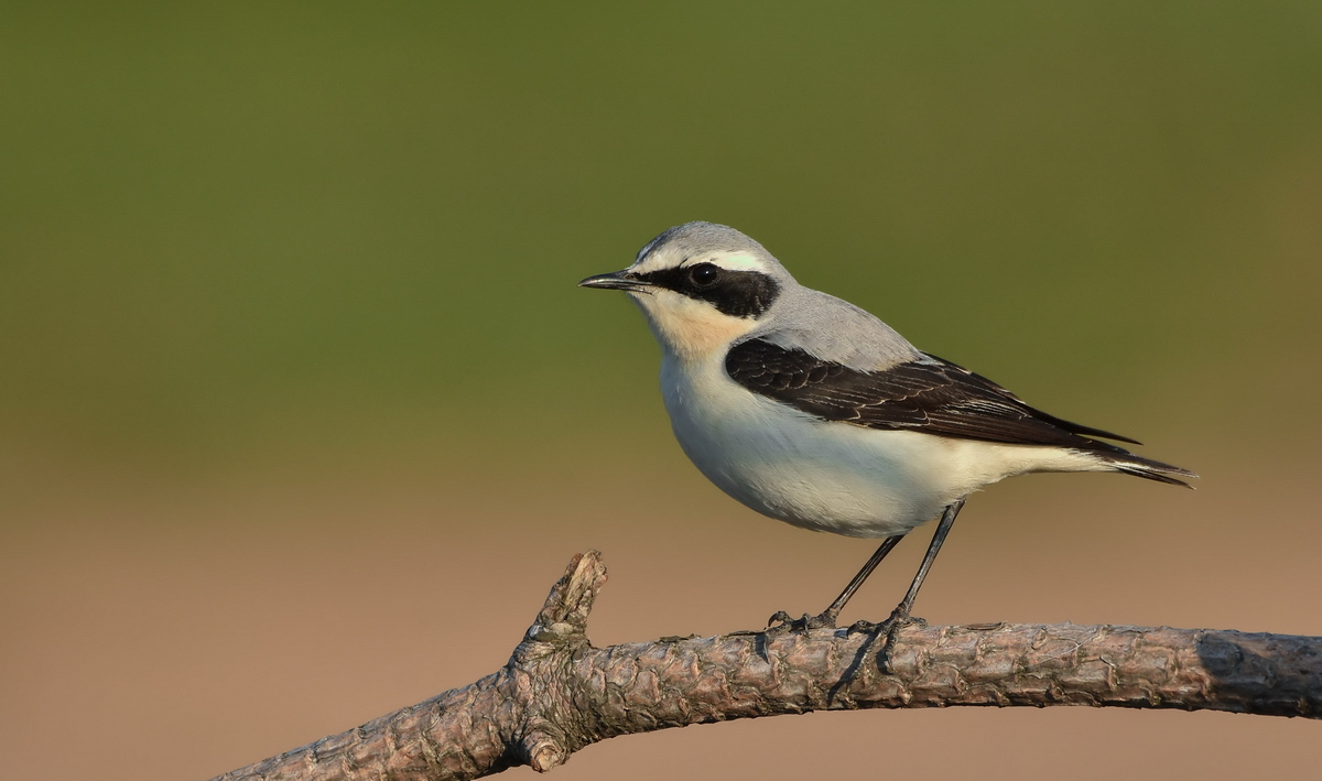 Northern Wheatear