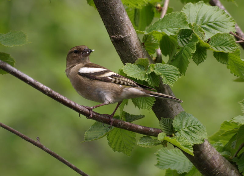 Eurasian Chaffinch