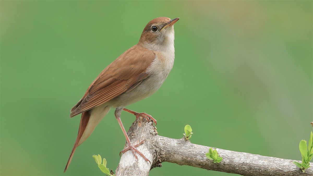 Common Nightingale