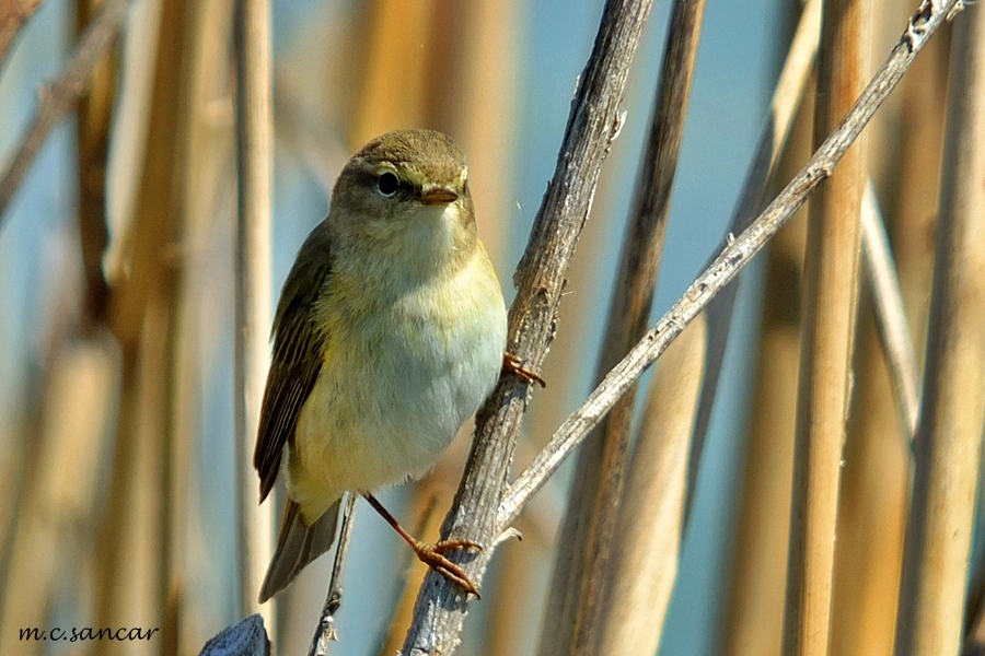 Willow Warbler