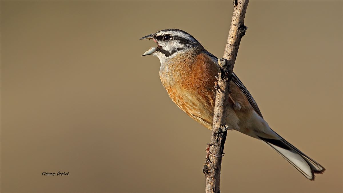 Rock Bunting