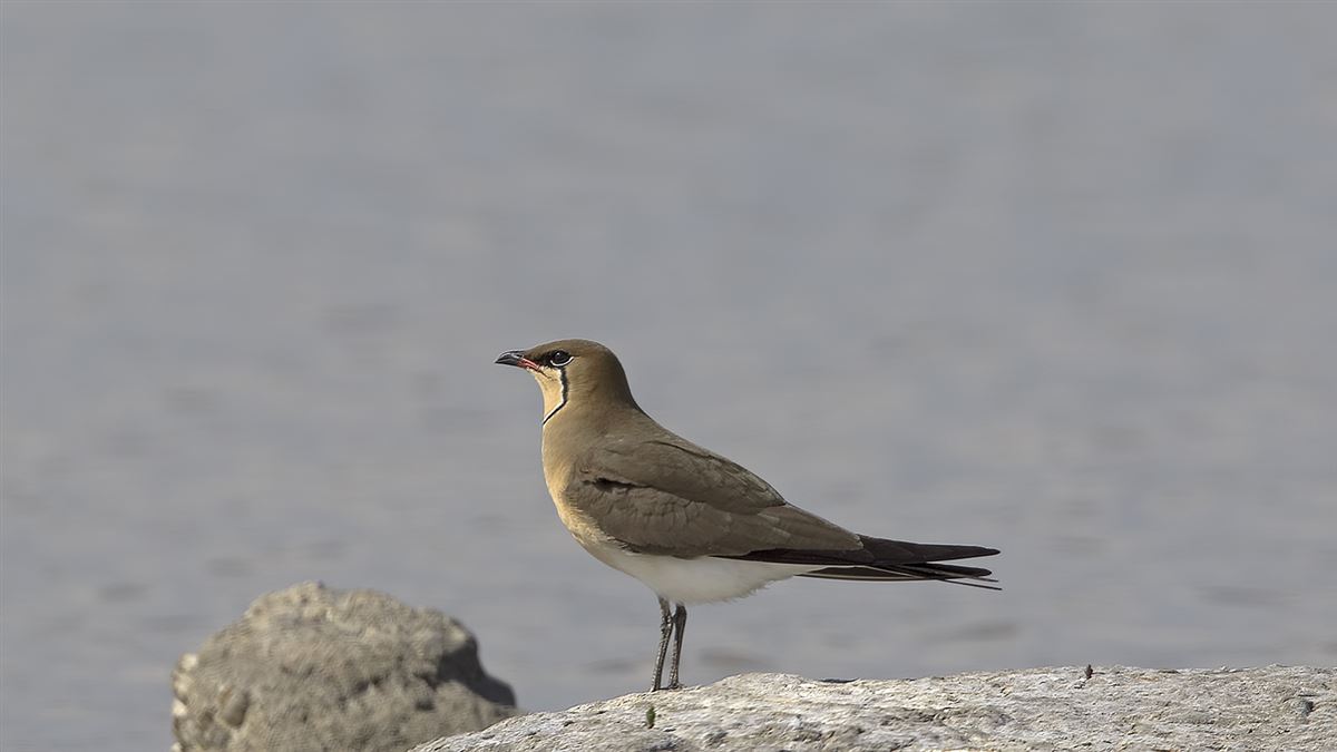 Collared Pratincole