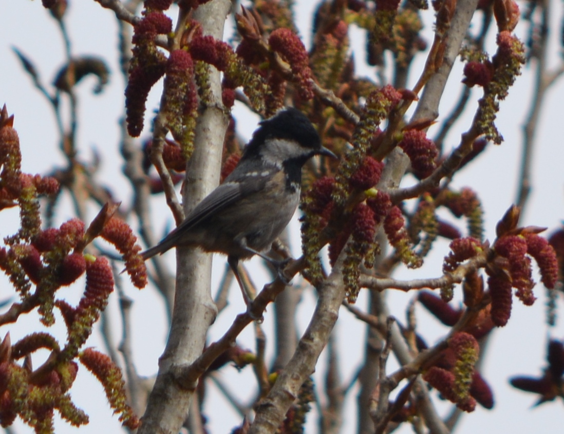 Coal Tit