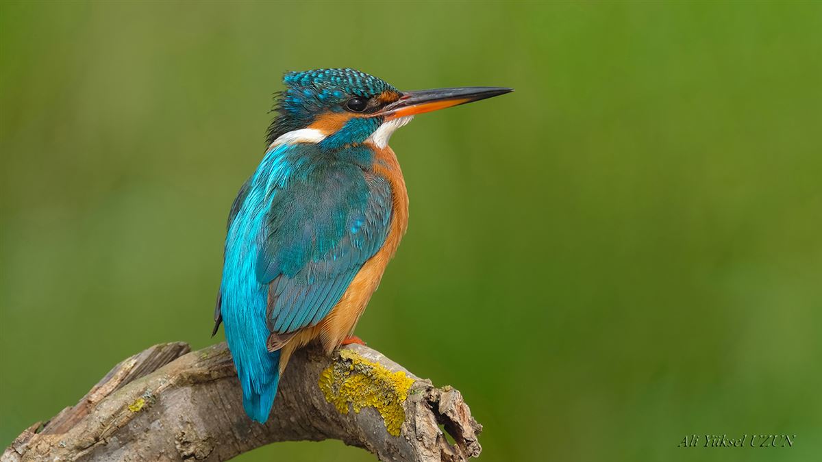Common Kingfisher