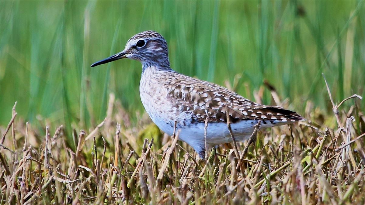 Wood Sandpiper
