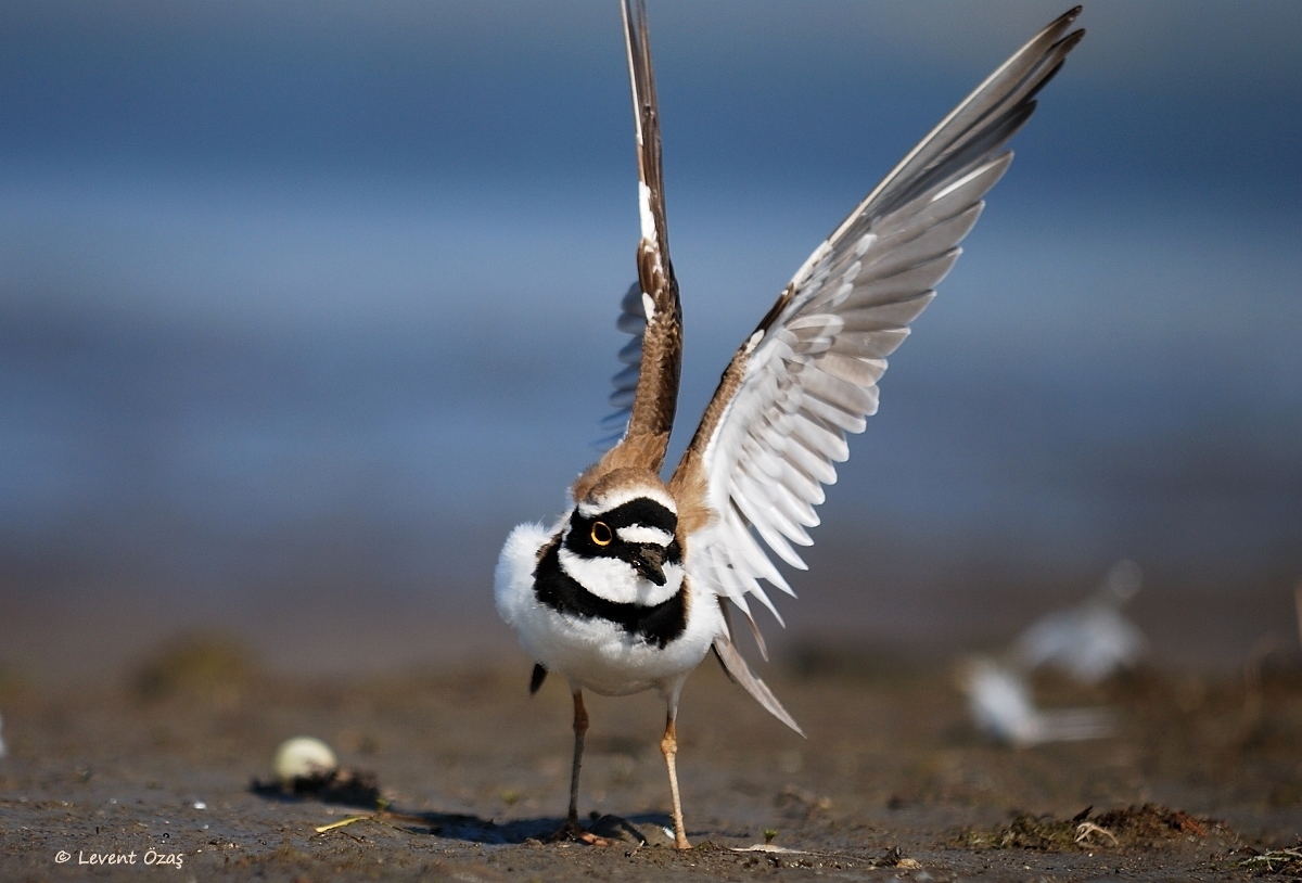 Little Ringed Plover