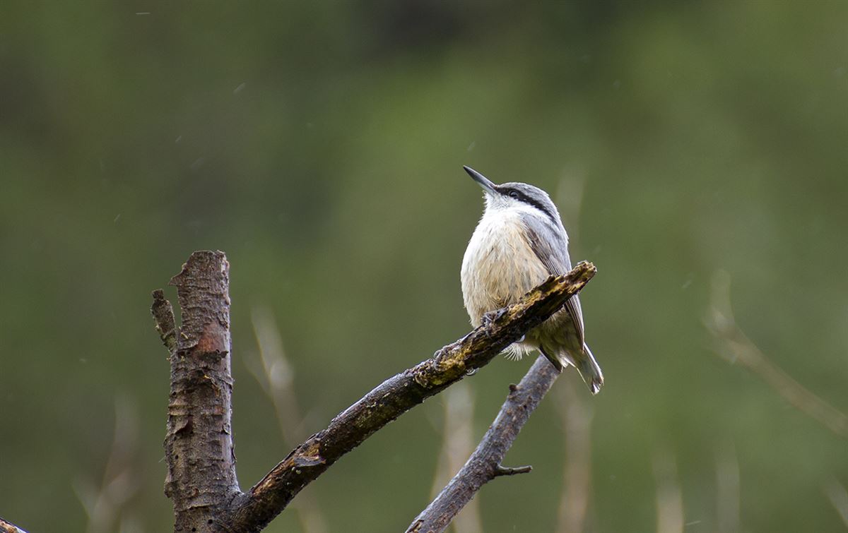 Western Rock Nuthatch