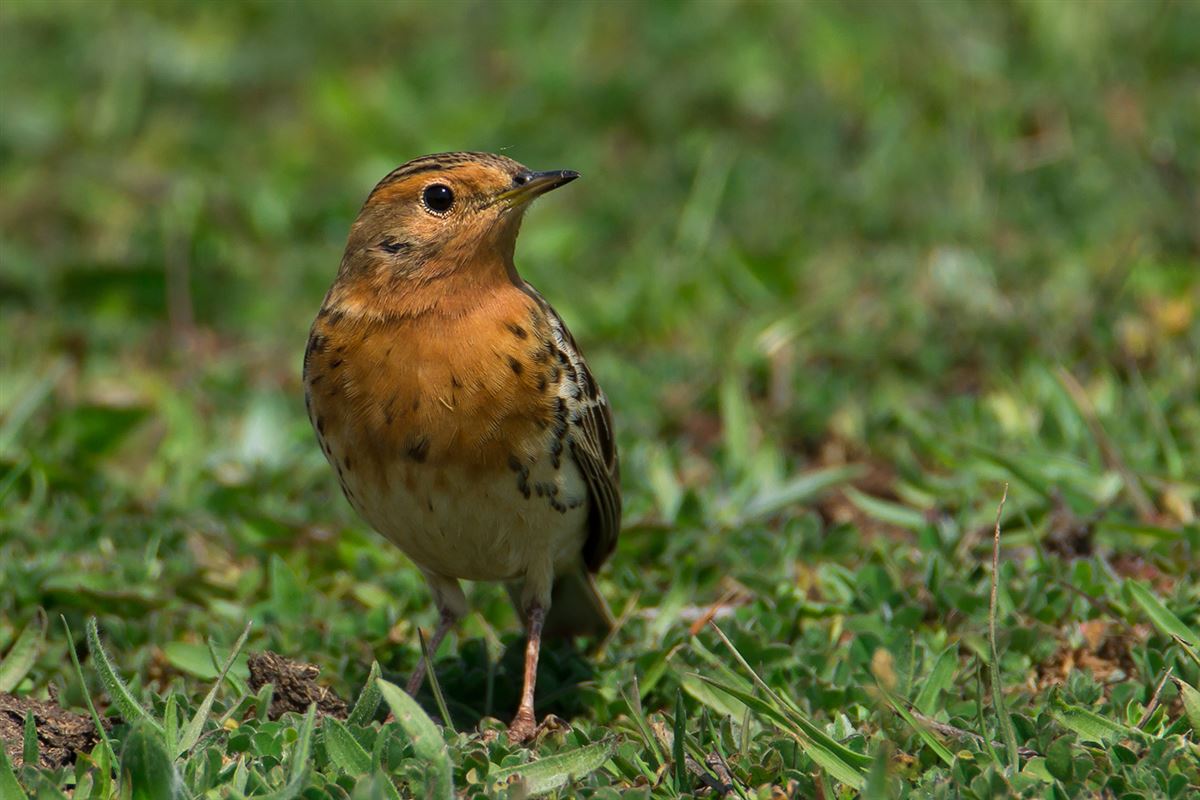 Red-throated Pipit