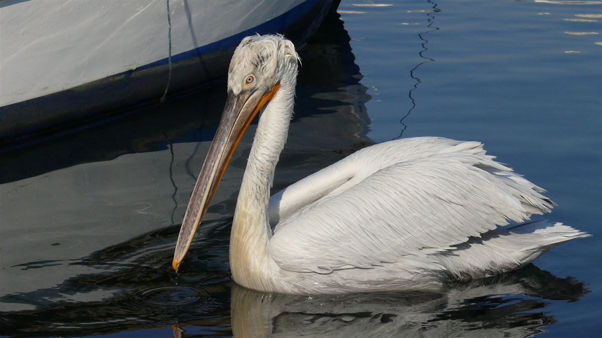 Dalmatian Pelican