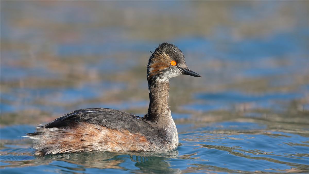Black-necked Grebe