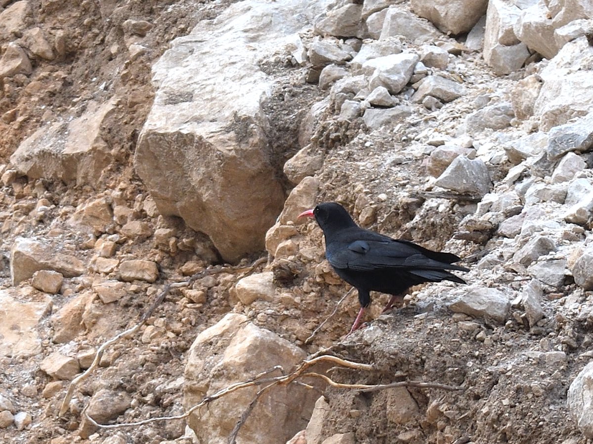 Red-billed Chough
