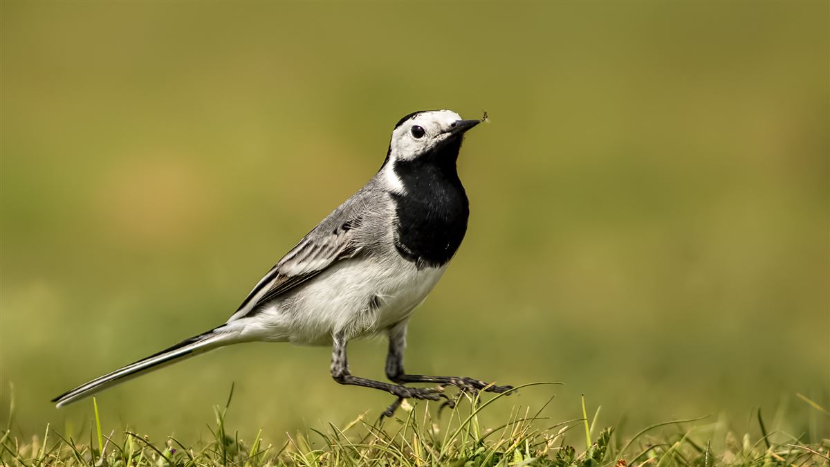 White Wagtail
