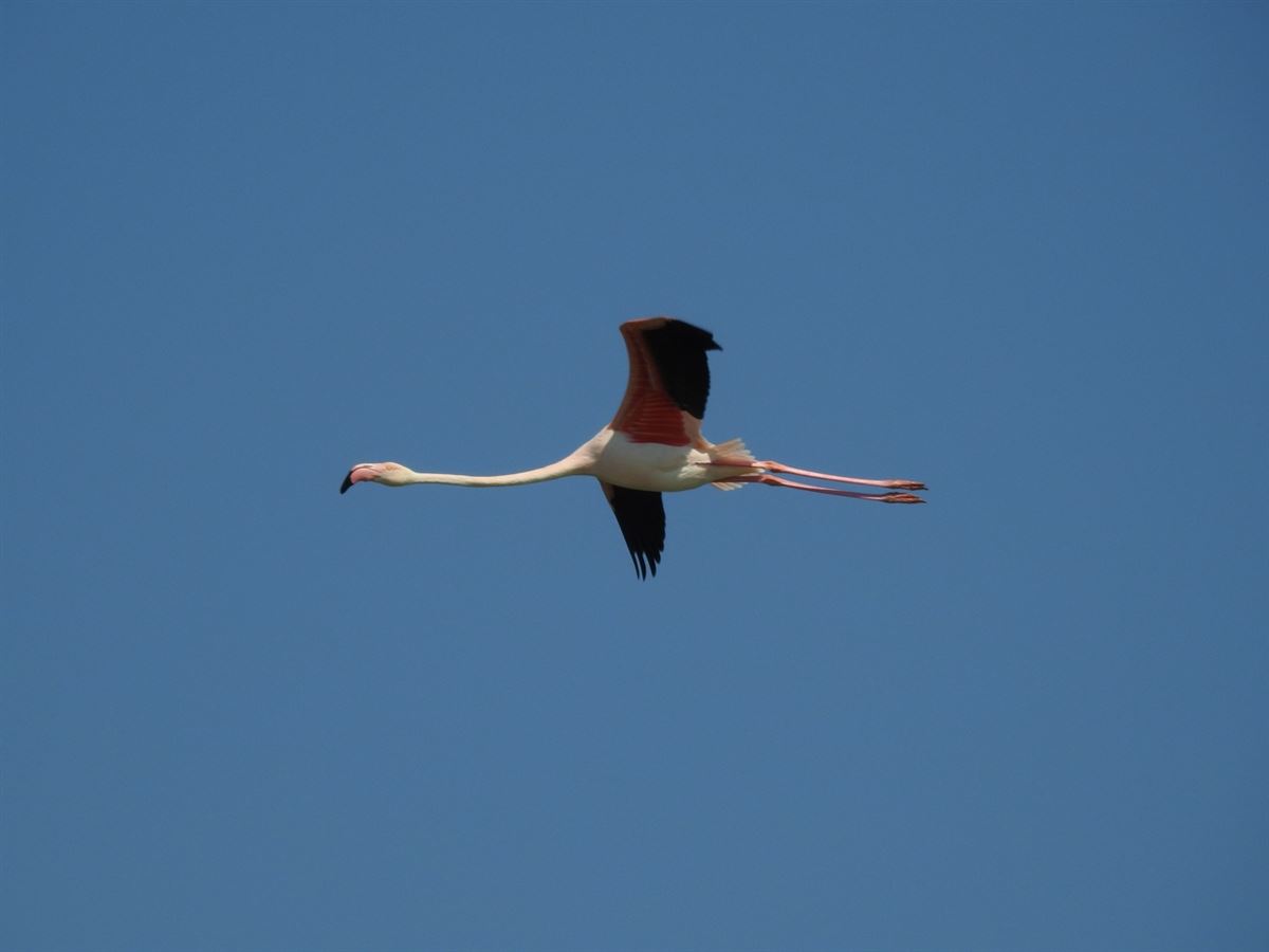 Greater Flamingo