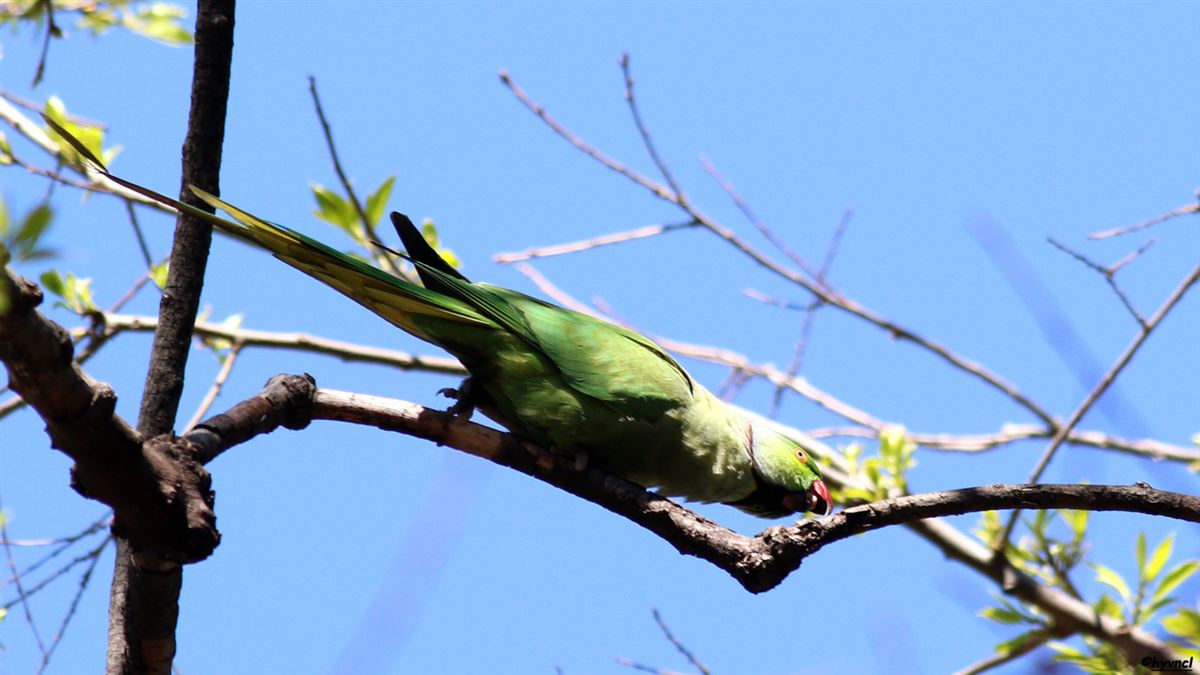 Rose-ringed Parakeet