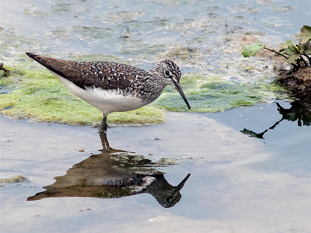 Green Sandpiper