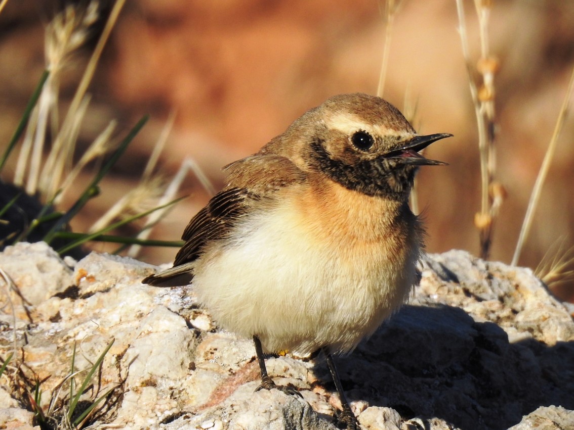 Black-eared Wheatear