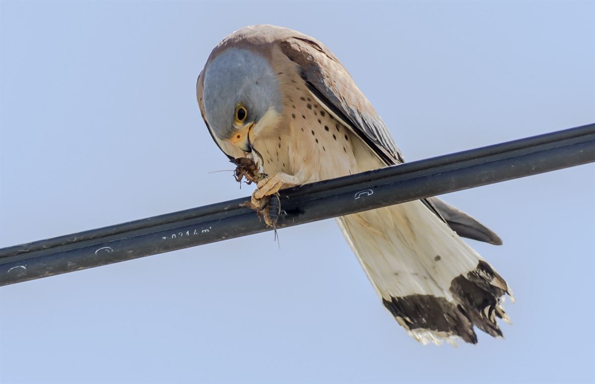 Lesser Kestrel